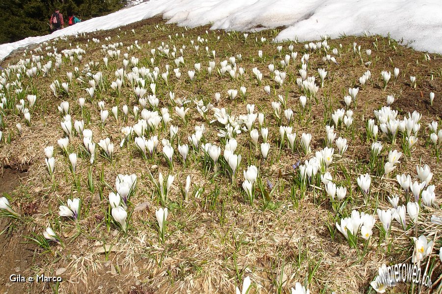 01 Crocus e neve.jpg